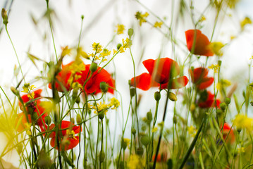 Red poppy surrounded by yellow flowers