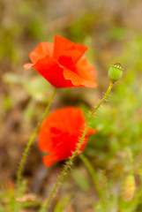 Red poppy surrounded by yellow flowers