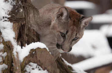 Foto auf Acrylglas Puma Puma im Schnee