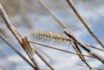 Ear of grain in the frost