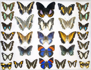 Fototapeta premium Cased Collection of Exotic Butterflies 