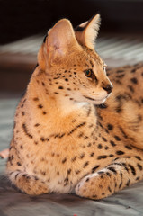 Serval