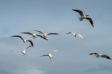 Fototapeta premium Black Headed Gulls Seahouses
