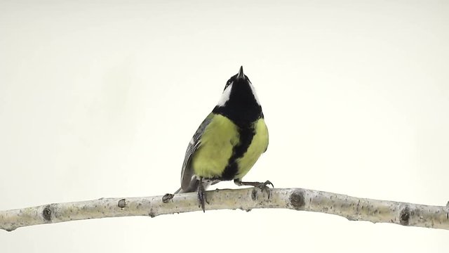 titmouse  isolations on a  white  screen