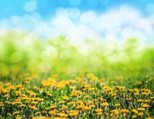 Fototapeta premium spring grass and flowers