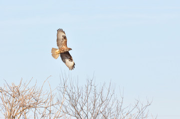 Birds of prey - Common Buzzard (Buteo buteo)