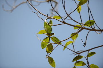 Prairie Warbler (Setophaga discolor)
