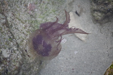 qualle7