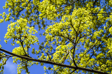 Acer tree in blossom, spring forest, spring time