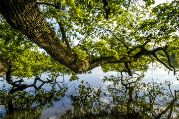 Oak tree at pond, Czech Republic, Southern Morava, Lednice