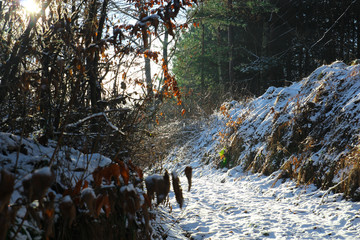 Fototapety na wymiar - Fototapeta24.pl