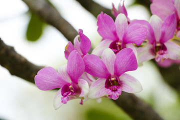 Obraz premium Purple orchid flower in the garden