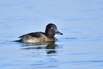Weibchen der Reiherente