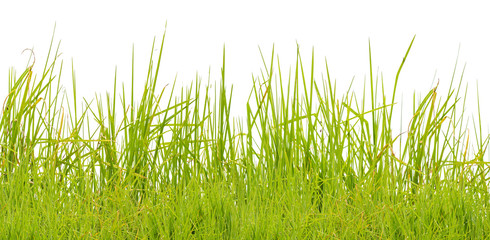 brins d'herbe, fond blanc 