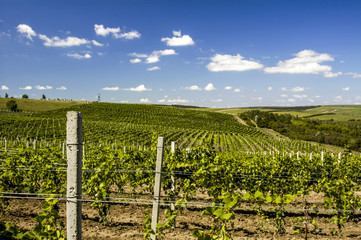 Moldova, famous vinery of Cricova, vineyards, Chisinau area, Cri