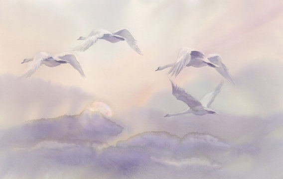 flying swans watercolor landscape