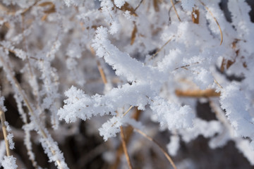 Зимний морозный день на берегу реки. Природа Сибири. Winter frosty day on the river bank. Nature of Siberia. 