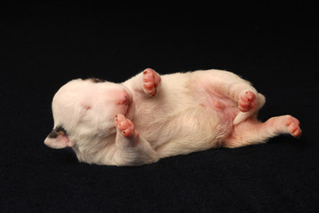 Bull Terrier puppy, 10 days old, lying in side over black background