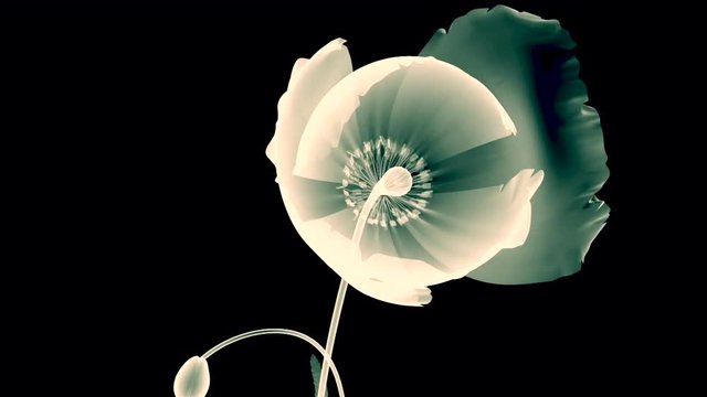 xray flower isolated on black , the poppy