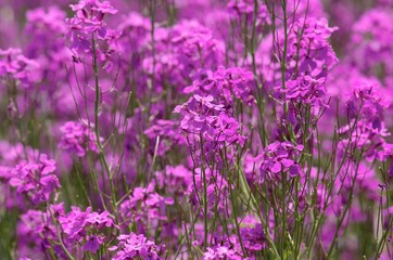 Fototapeta premium Hesperis