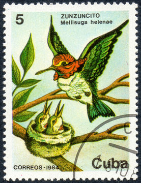 UKRAINE - CIRCA 2017: A stamp printed in Cuba, shows a Cuban colibri-bee hummingbird Mellisuga helenae Zunzuncito, circa 1984