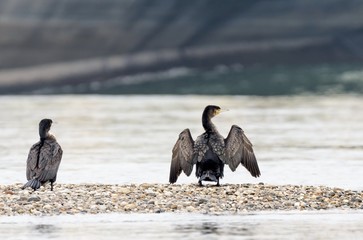 Kormoran am Strand