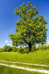 Green pasture, path, Slovenia, Northern Slovenia