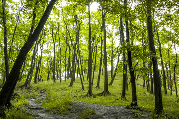 Lviv, city forest, Ukraine, Western Ukraine