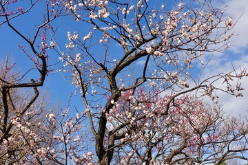 梅の花