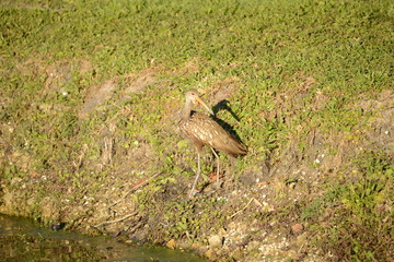 Limpkin