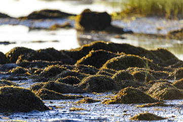 Seaweed rocks beach low tide