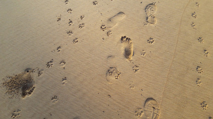 different tracks on the sand