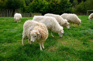 Naklejka premium flock of sheep