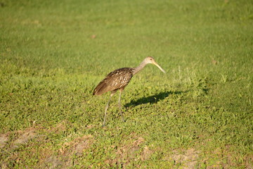 Limpkin
