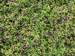 Violas in the background the beautiful sunshine.