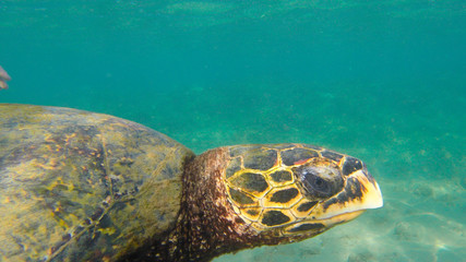 wild turtle in the ocean closeup