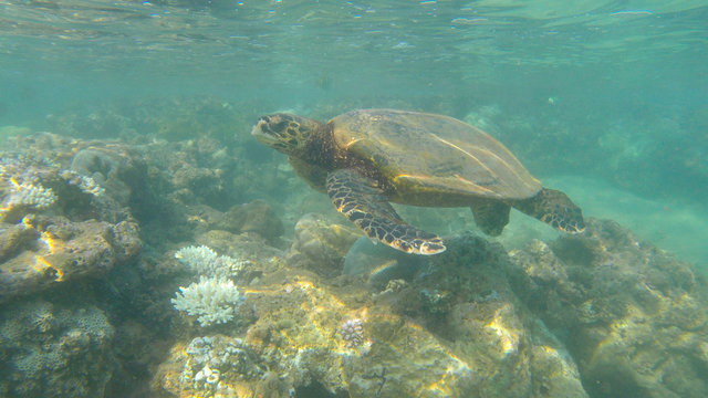 wild turtle on the reef