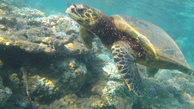 wild turtle in the reef-ocean