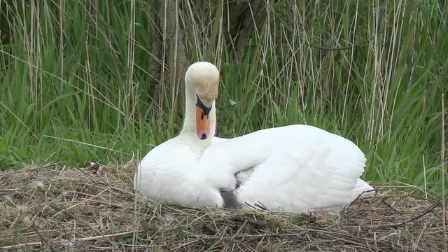 swan with cygnets sitting on nesting place