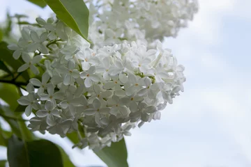 Photo sur Plexiglas Lilas Flowers white lilac