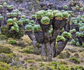 Giant plants (Senecio kilimanjari) near the camp Horombo (3700 m) on the slope of mount Kilimanjaro - Tanzania - 138337390