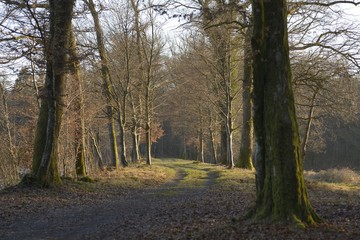 Foret de Franche Comté