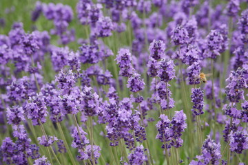 Beautiful lavender flowers in a farm with bees flying around them