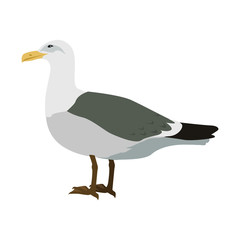 Fototapeta premium Gull Flat Design Vector Illustration
