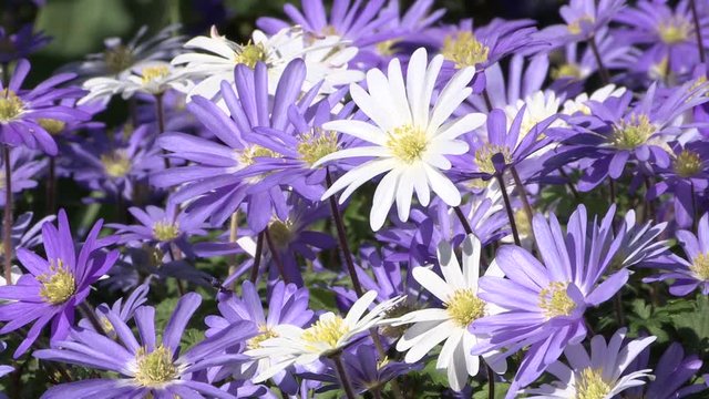 Lavender and white asters in spring bloom