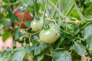 Close up tomatoes in the garden