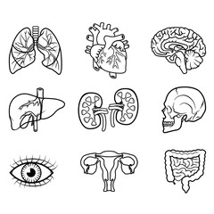 human organs isolated