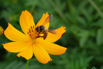 Closeup Bee on pollen of Beautiful Cosmos flowers blooming and blurred background
