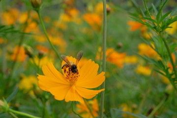 Closeup Bee on pollen of Beautiful Cosmos flowers blooming and blurred background