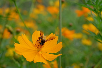 Closeup Bee on pollen of Beautiful Cosmos flowers blooming and blurred background